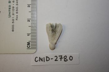 Media type: image;   Invertebrate Zoology CNID-2780 Description: Preserved specimen.;